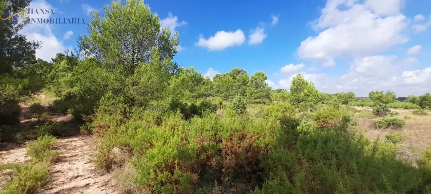 Rustikales Grundstück zum Verkauf in Requena, imagen 6