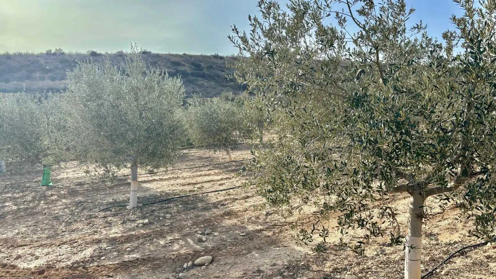 Rustikales Grundstück zum Verkauf in Pedanías Este, imagen 15