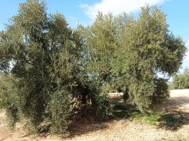 Terreno rustico in vendita a Benamejí