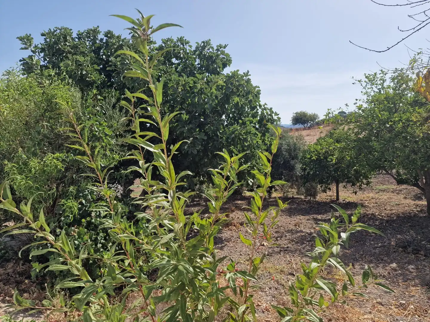 Finca rústica en venta en Algar con Aire acondicionado