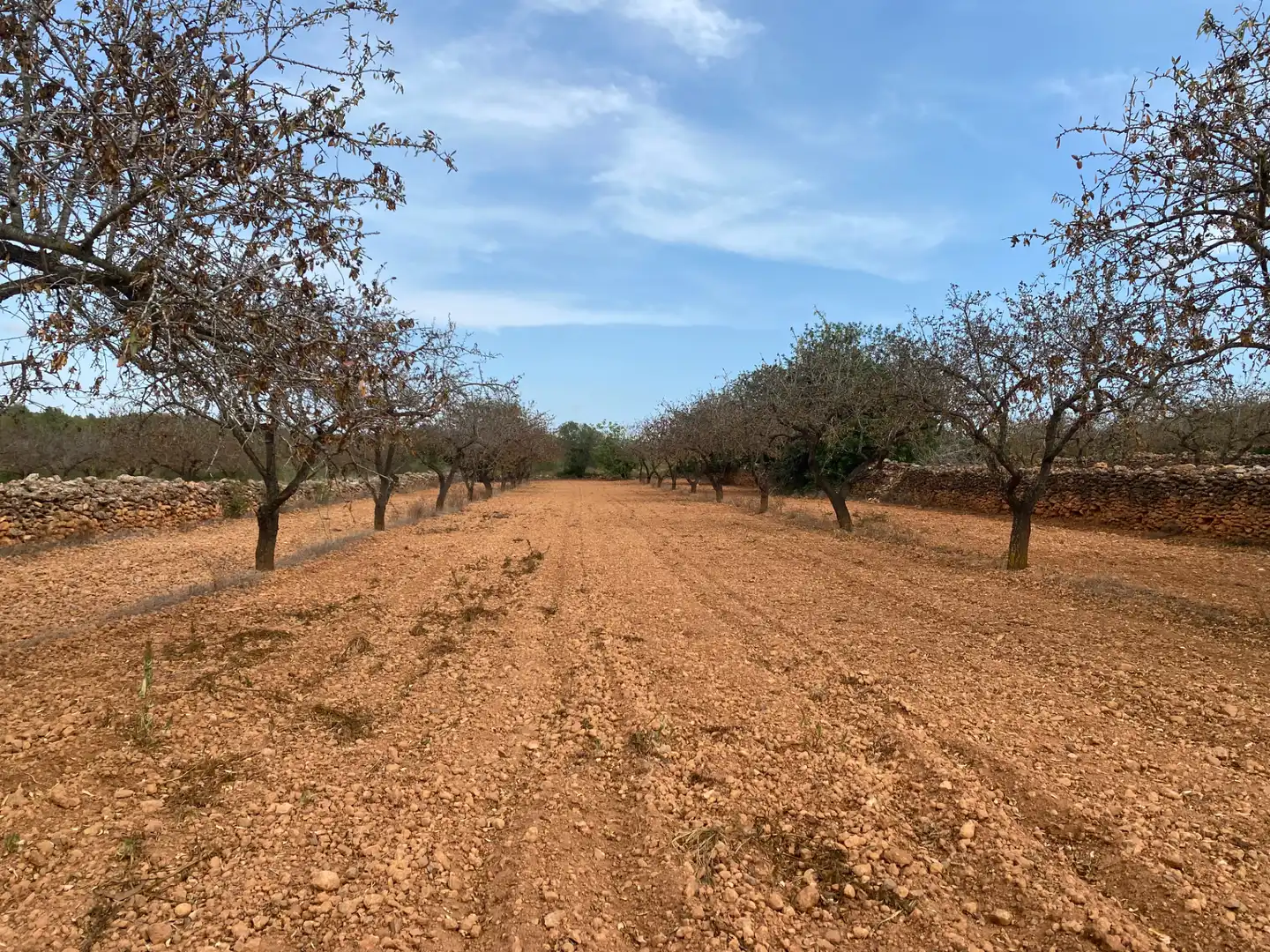 Terrain rustique à vendre à Carrer Camí de Montferri, imagen 8