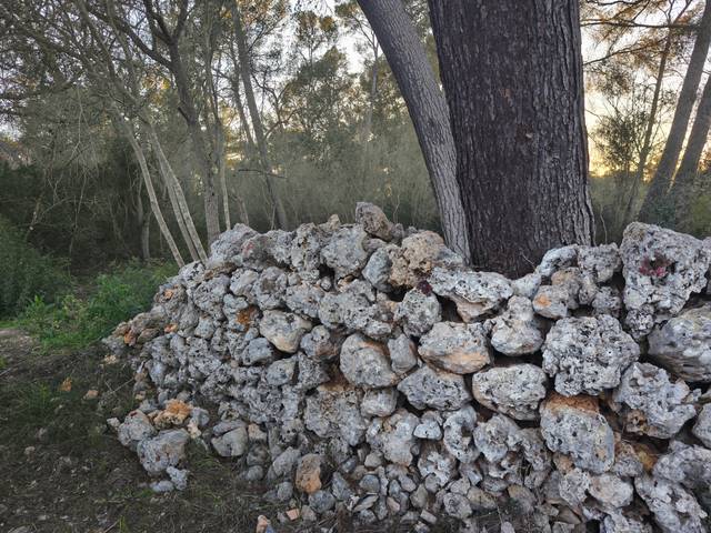 Terreno en Venta en Algaida