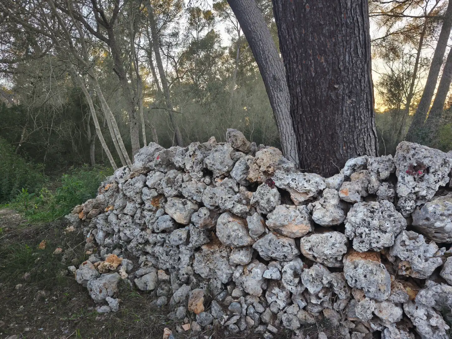 Terreno rustico in vendita a Algaida