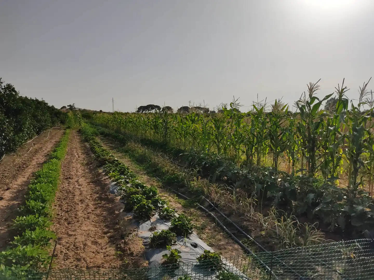 Terreni e lotti in vendita a Pedanías Norte, imagen 21