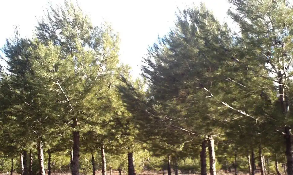 Rural land for sale in Valdepeñas, imagen 2