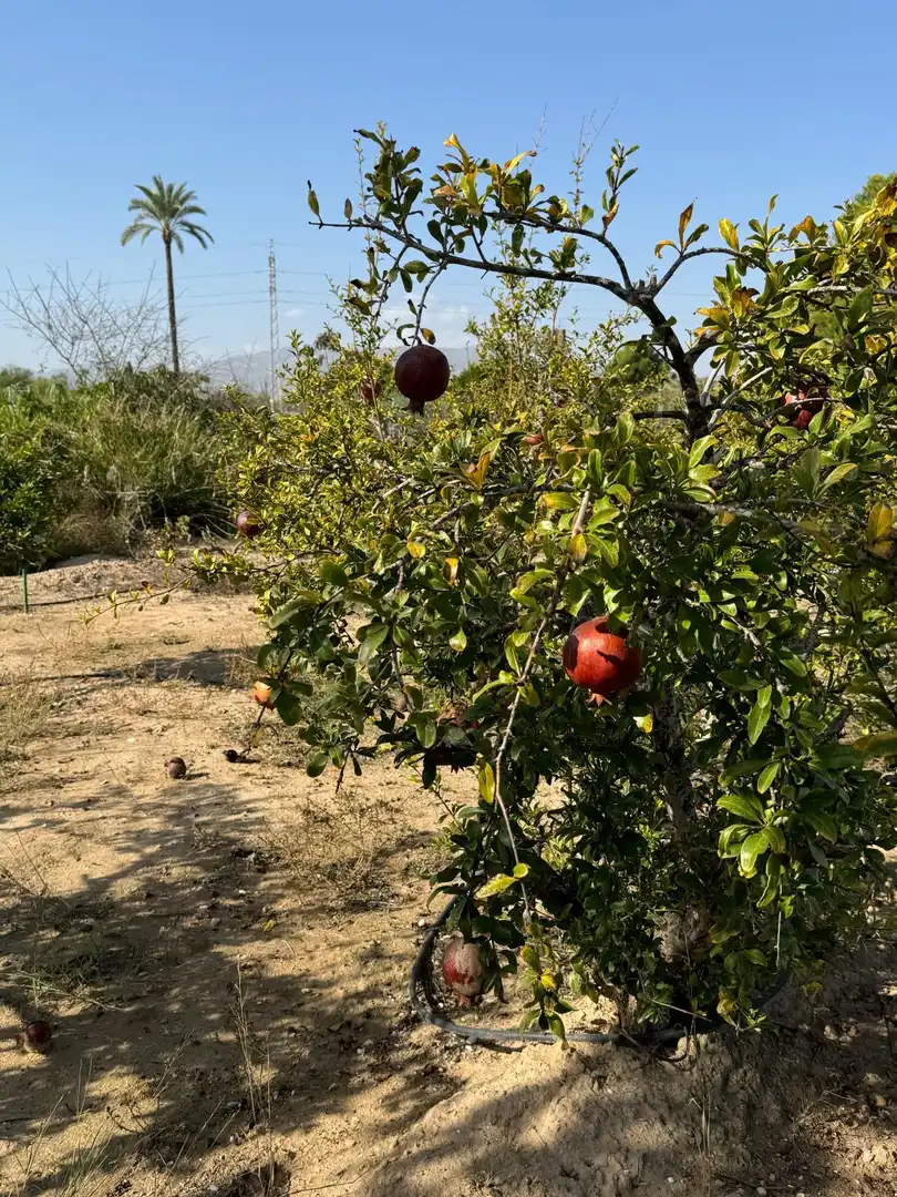 Jardí de Finca rústica en venda en Elche / Elx amb Aire condicionat, Calefacció i Jardí privat
