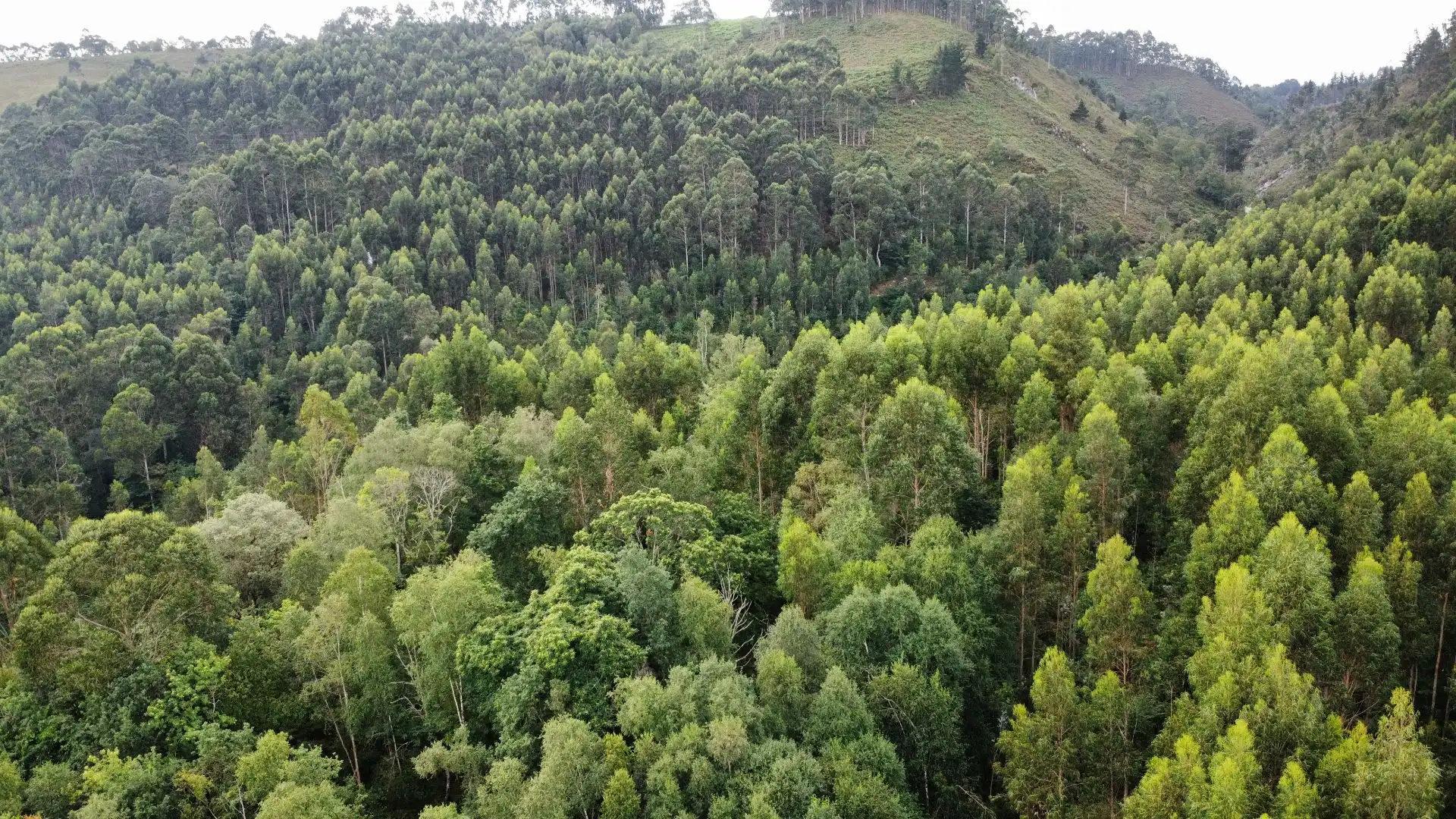 Terreno rustico in vendita a Pría - Nueva-Hontoria - Naves, imagen 7
