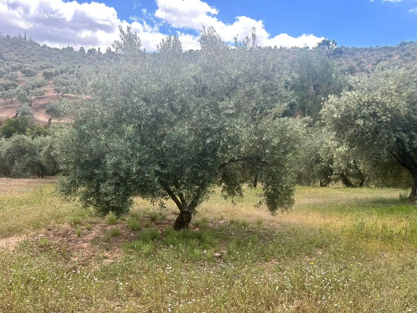Terreno rustico in vendita a Calicasas, imagen 7