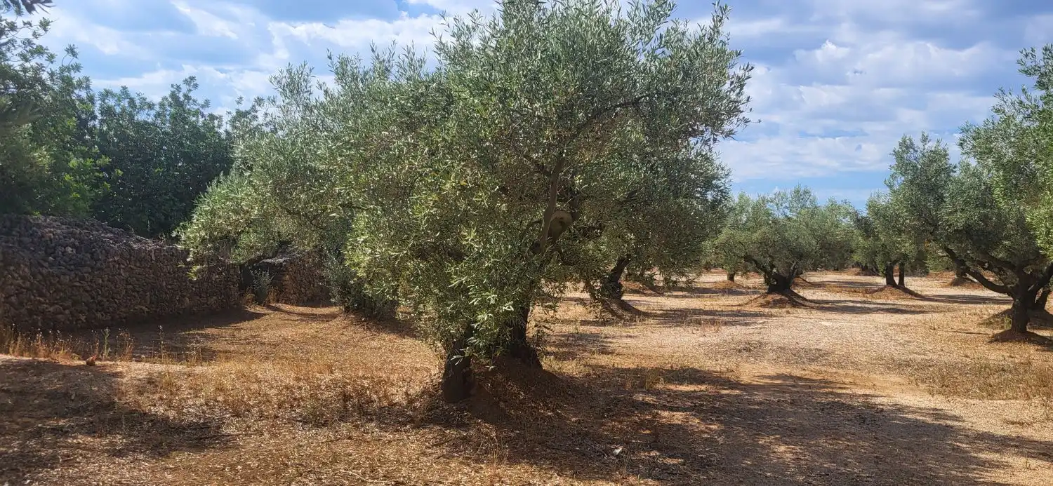 Jardín de Finca rústica en venta en Mas de Barberans