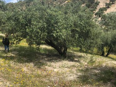 Terreno rustico in vendita a Priego de Córdoba