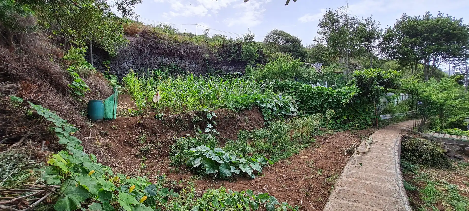 Finca rústica en venda a Icod de los Vinos pueblo
