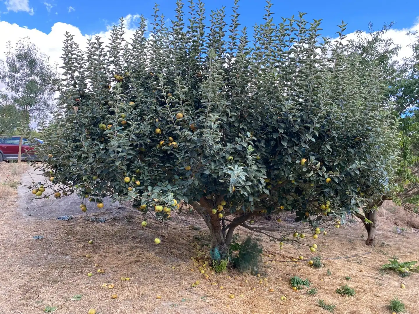 Vista exterior de Finca rústica en venda en Valoria la Buena amb Jardí privat i Piscina