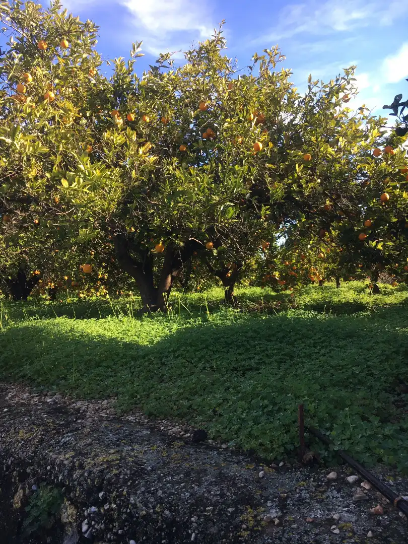 Garden of Land for sale in Beniflá