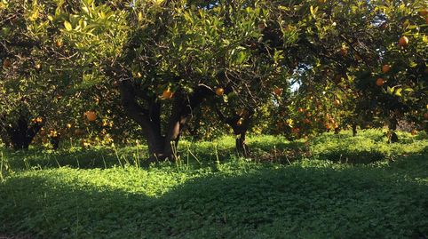 Foto 4 von Grundstücke zum Verkauf in Beniflá, Valencia