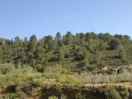 Terrain rustique à vendre à Ptda Viña Vieja, imagen 7