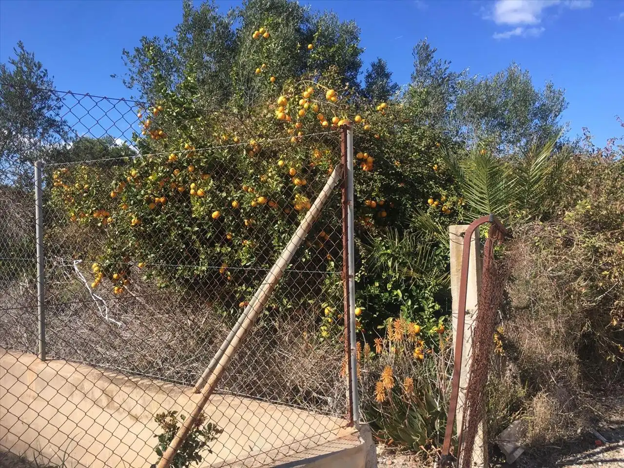 Garden of Residential for sale in Tavernes de la Valldigna