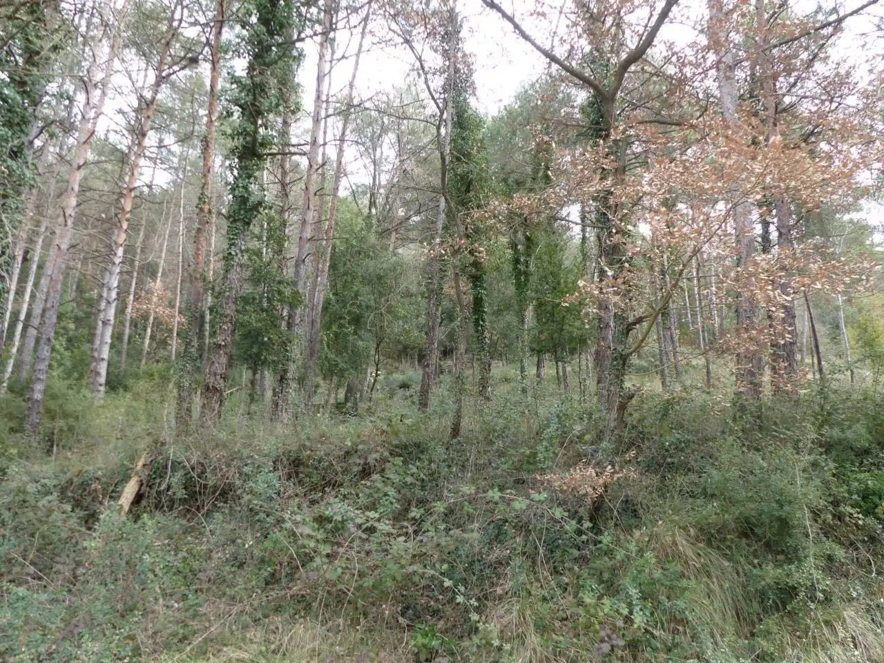 Terreno en venta en Tavèrnoles