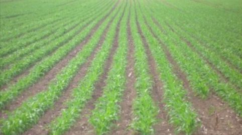 SE VENDE FINCA DE REGADÍO