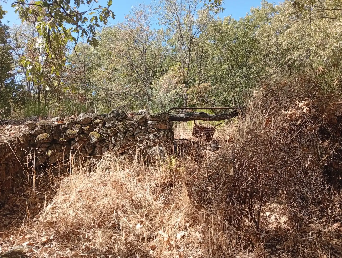Terreni e lotti in vendita a Villanueva de la Vera, imagen 76