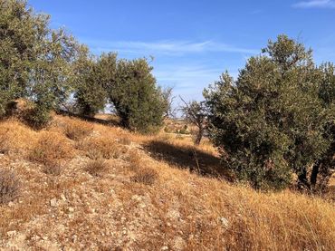 Terreno rustico in vendita a Padul