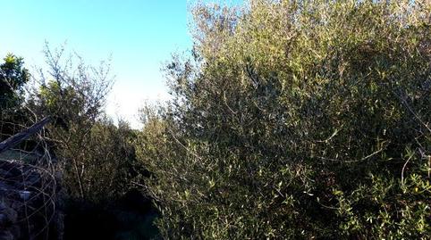 Photo 5 of Residential for sale in Disseminat S Espinagar, Manacor Centre, Manacor