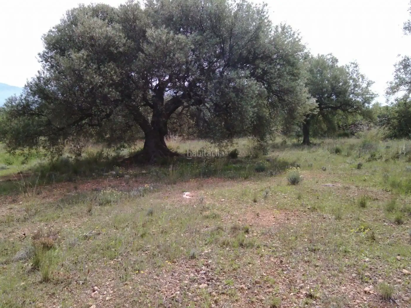 Terrain rustique à vendre à TV-3541 8, imagen 7