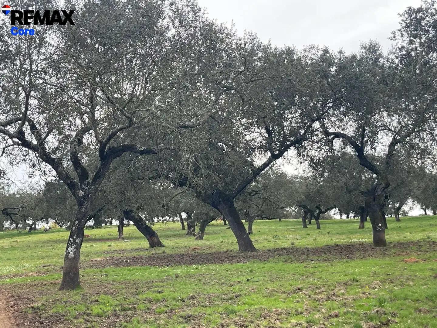 Terreni e lotti in vendita a Jerez de los Caballeros, imagen 9