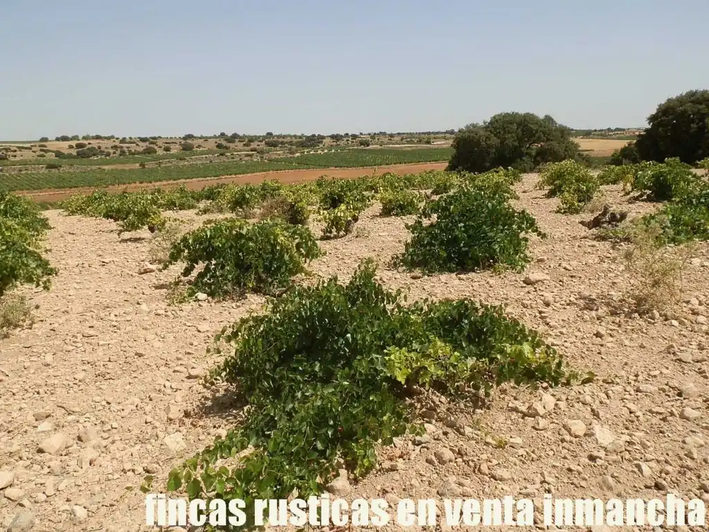 Terreni e lotti in vendita a Mota del Cuervo, imagen 5