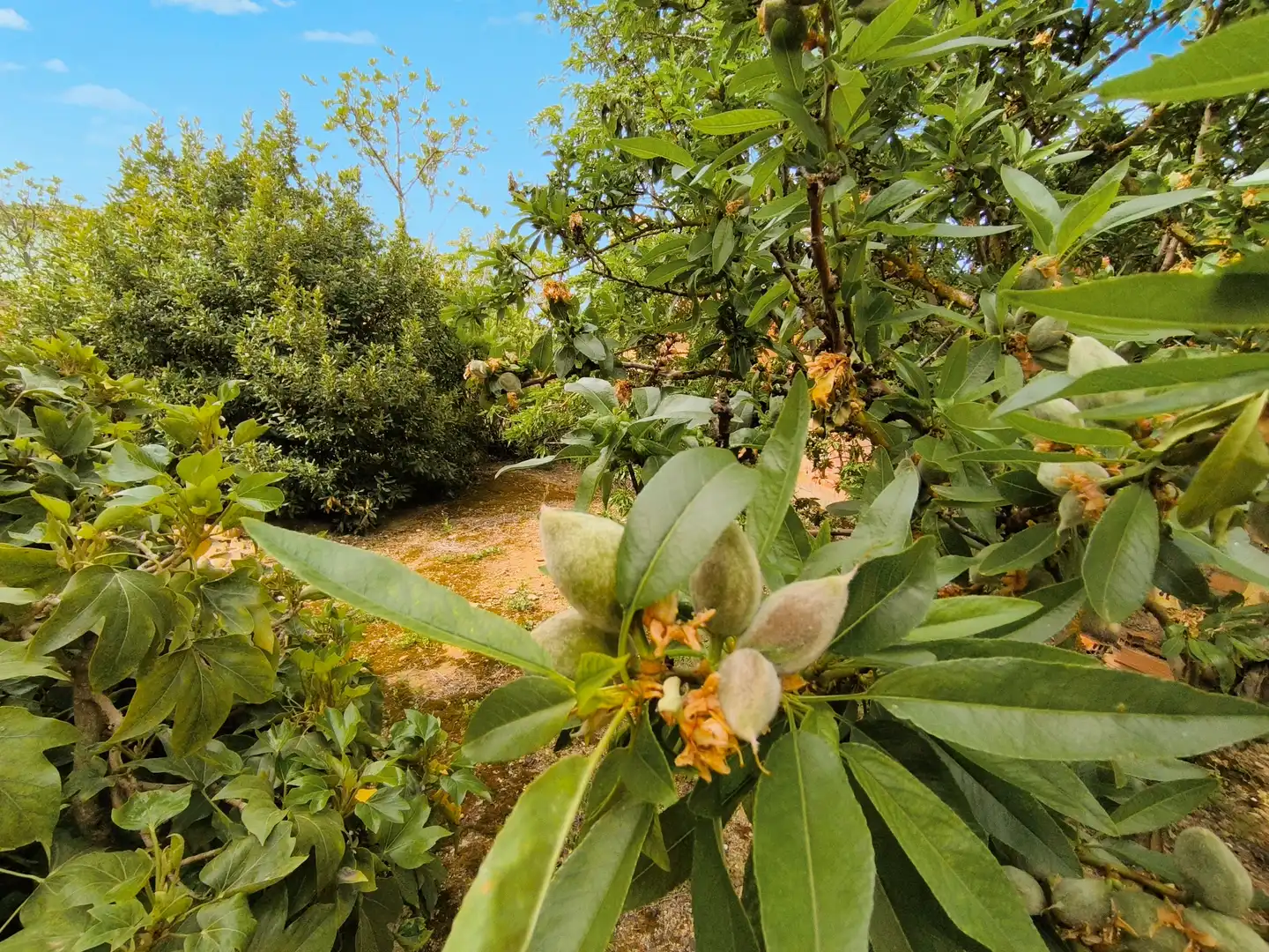 Jardí de Casa o xalet en venda en Pedraza de Campos amb Calefacció, Jardí privat i Traster