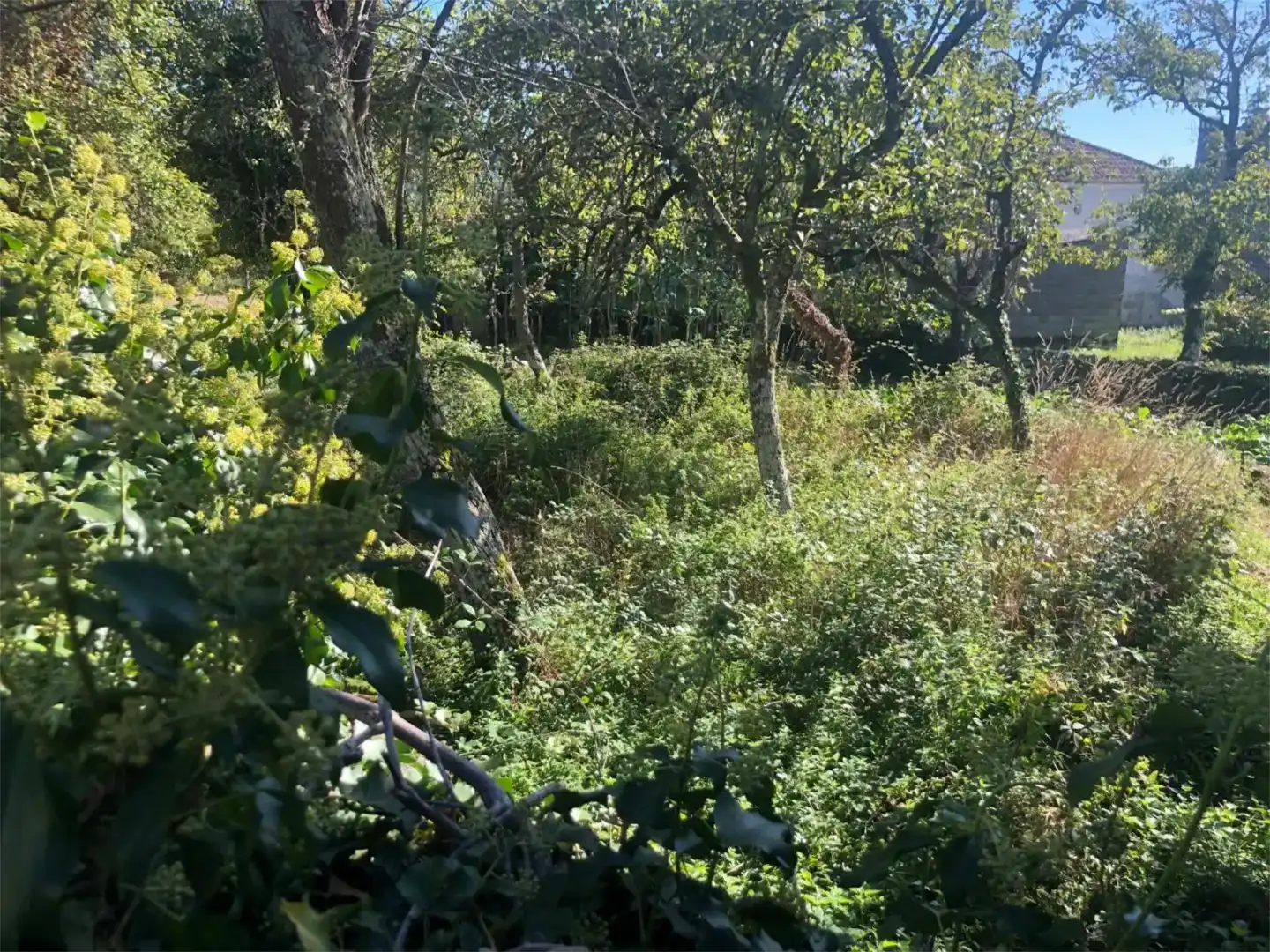 Finca rústica en venda en Baños de Molgas amb Balcó