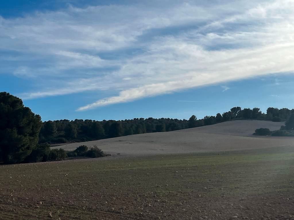 Land for sale in Hellín