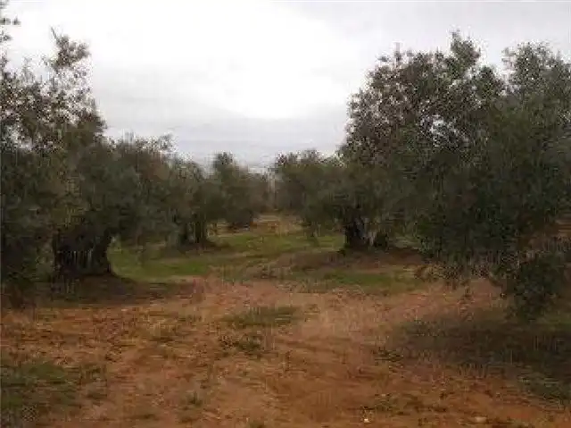 Terreni e lotti in vendita a Bailén, imagen 2
