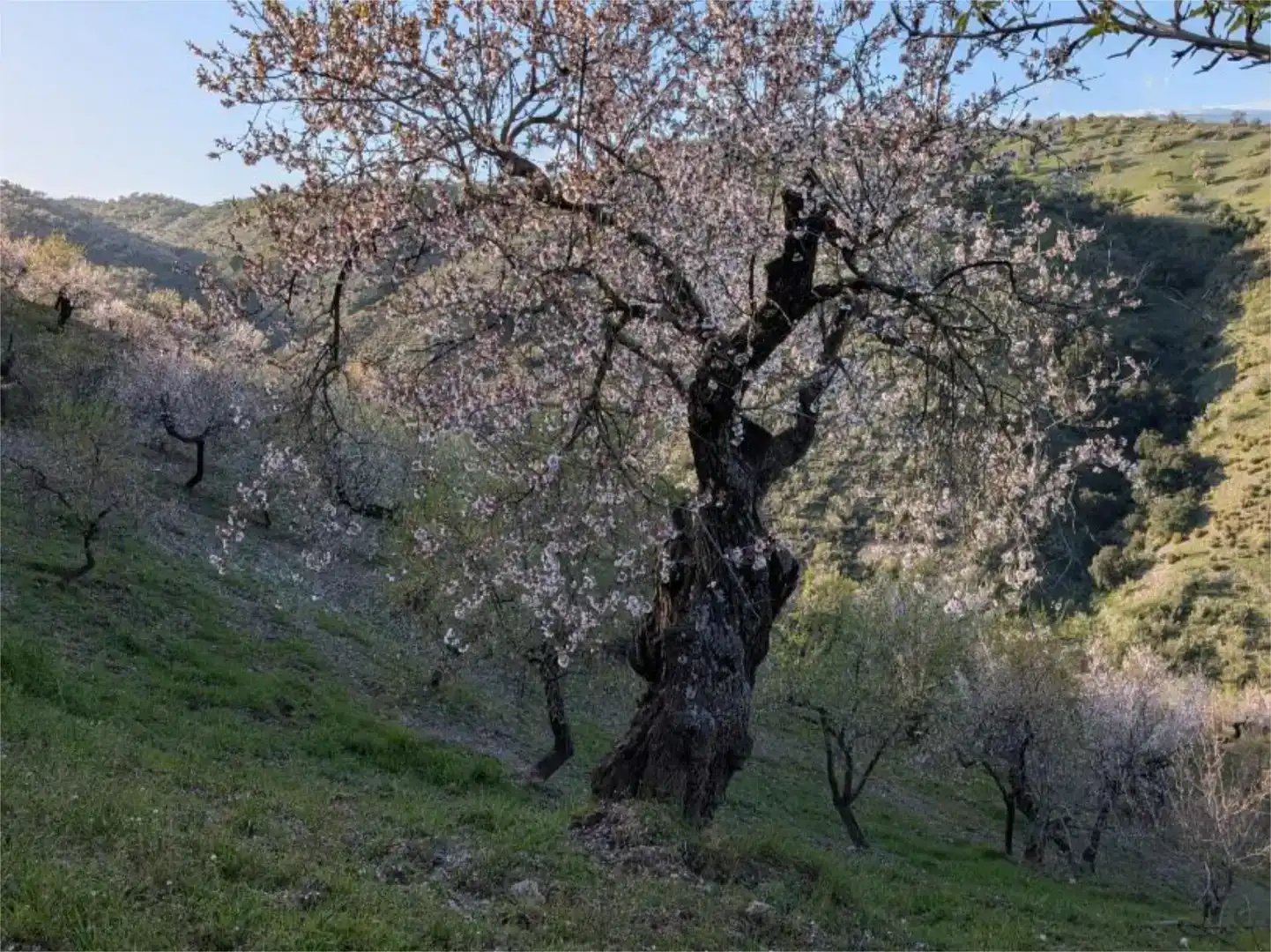 Garden of Flat for sale in Murtas, Granada