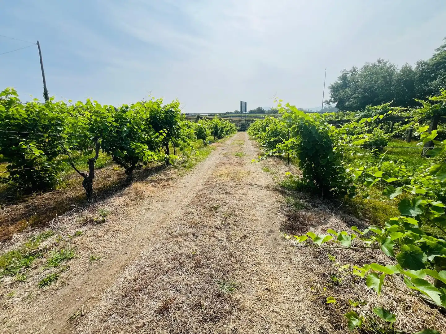 Finca rústica en venta en Ribadumia