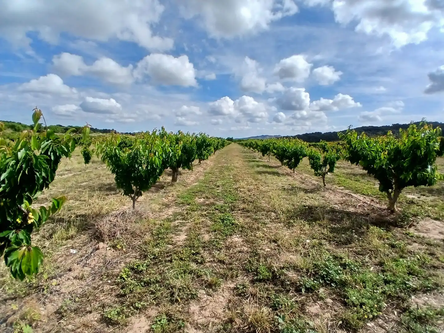 Rural land for sale in Corbera d'Ebre, imagen 19