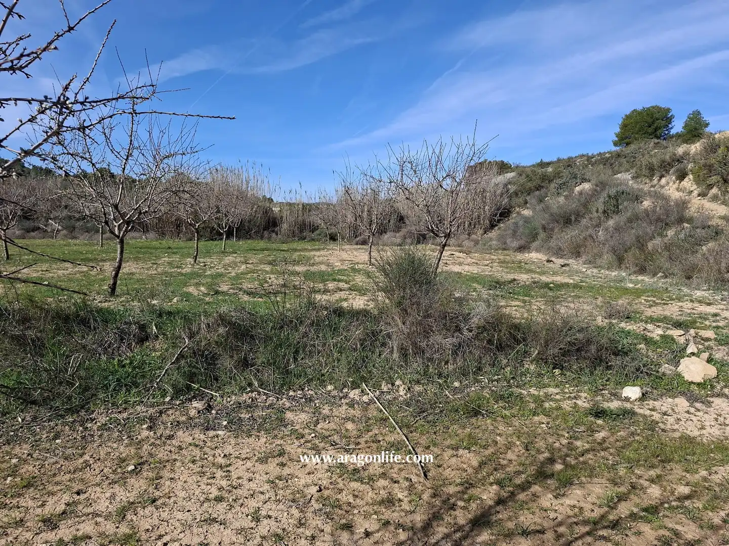 Land for sale in Fabara