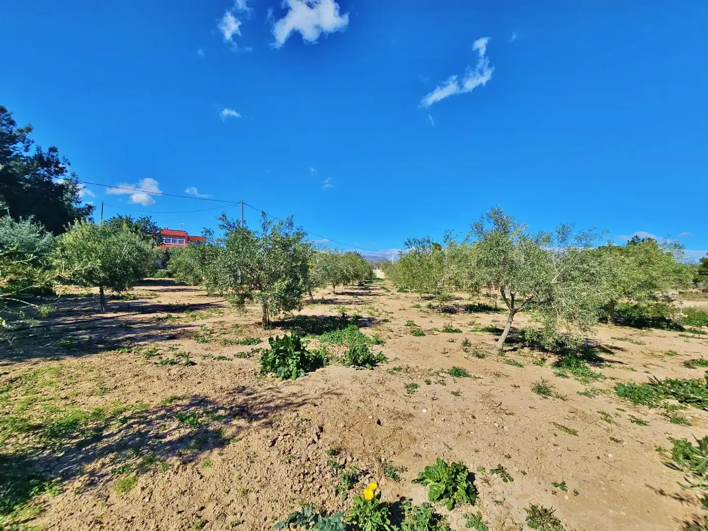 Finca rústica en venta en Alicante / Alacant