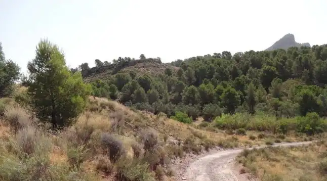 Terreno rustico in vendita a Pt Llana Diputación de la Parrilla, imagen 8