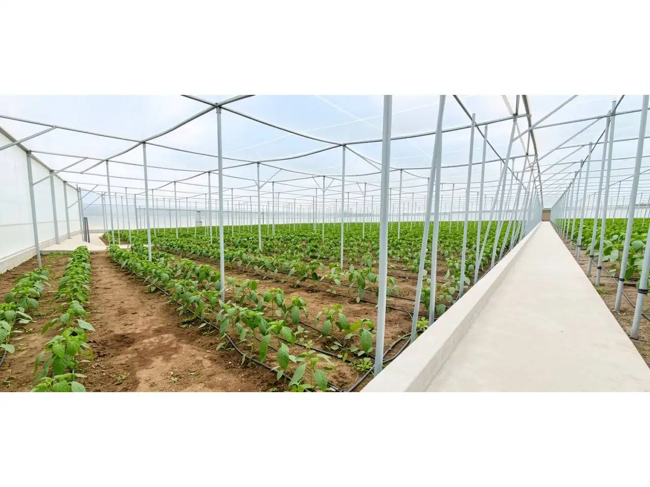 Jardín de Finca rústica en venta en Aguadulce