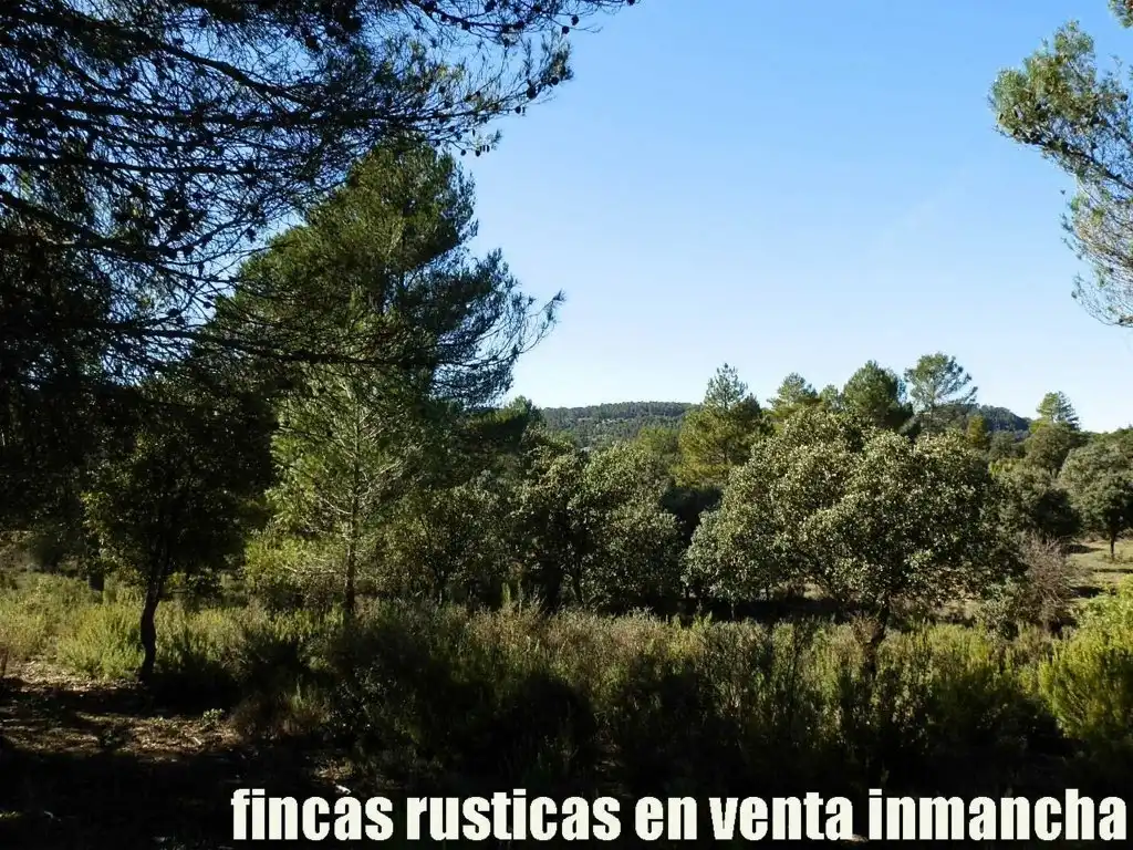 Land for sale in Valdeolivas
