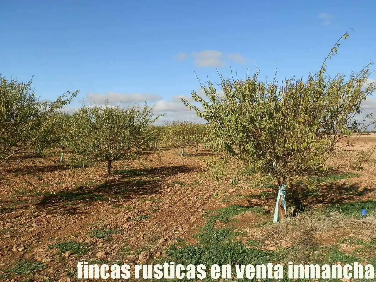 Terreno rústico en venta en Tomelloso