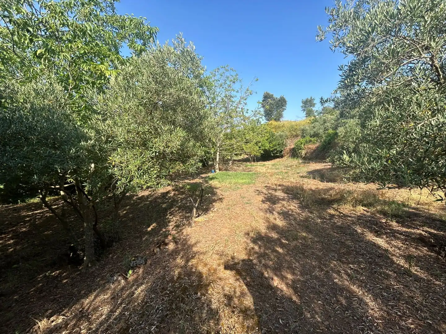 Rural land for sale in Torre de Don Miguel, imagen 9