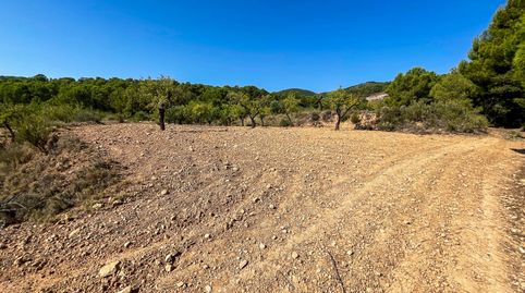 FINCA RUSTICA EN EL CORAZON DE LA MONTAÑA  DE CASTALLA, immagine 2