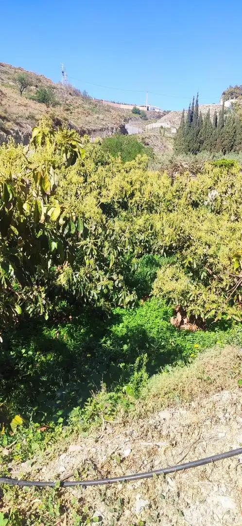 Terreno rústico en venta en Motril  ciudad, imagen 7