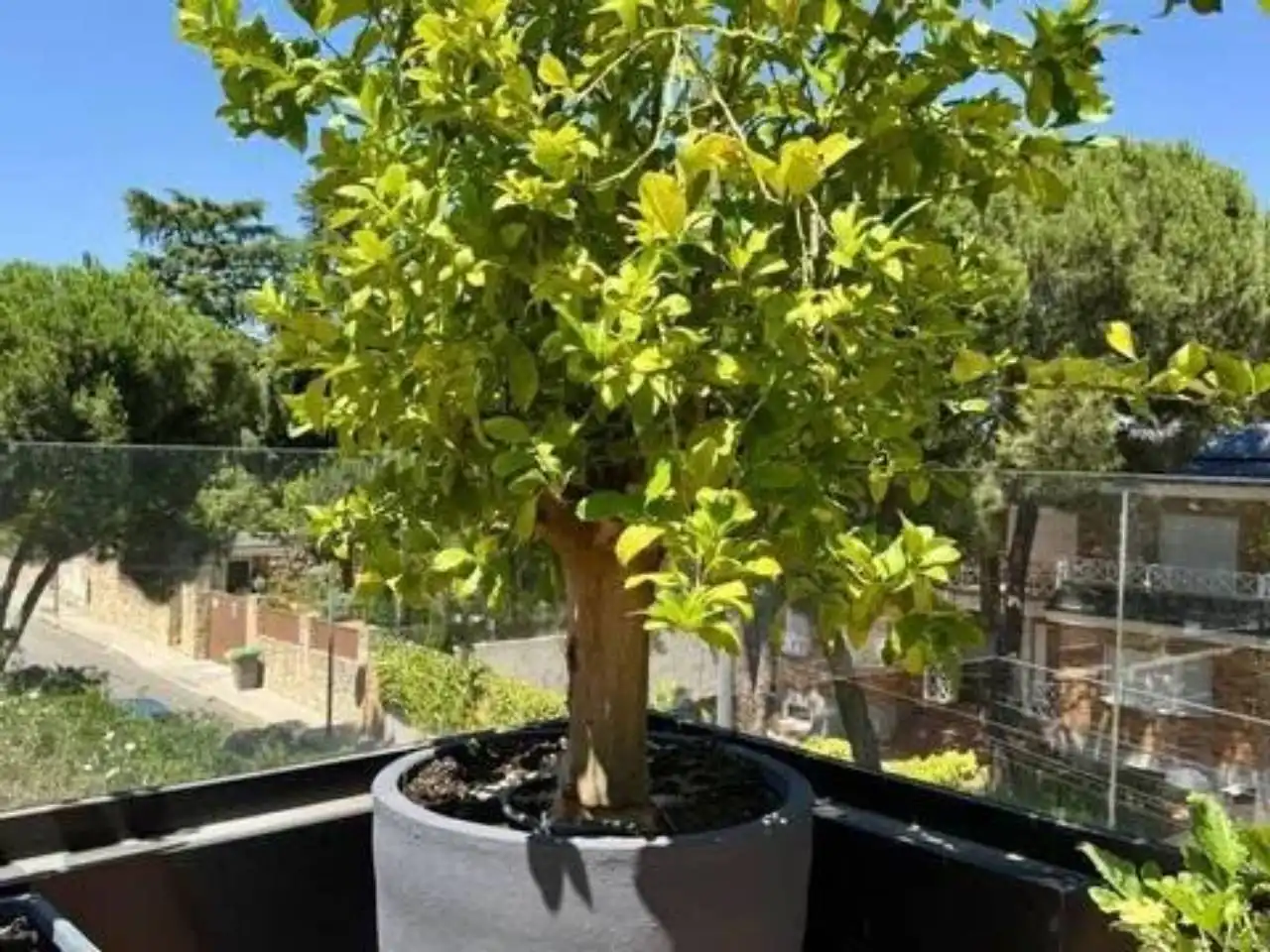 Jardí de Casa o xalet de lloguer en Pozuelo de Alarcón amb Aire condicionat, Calefacció i Jardí privat
