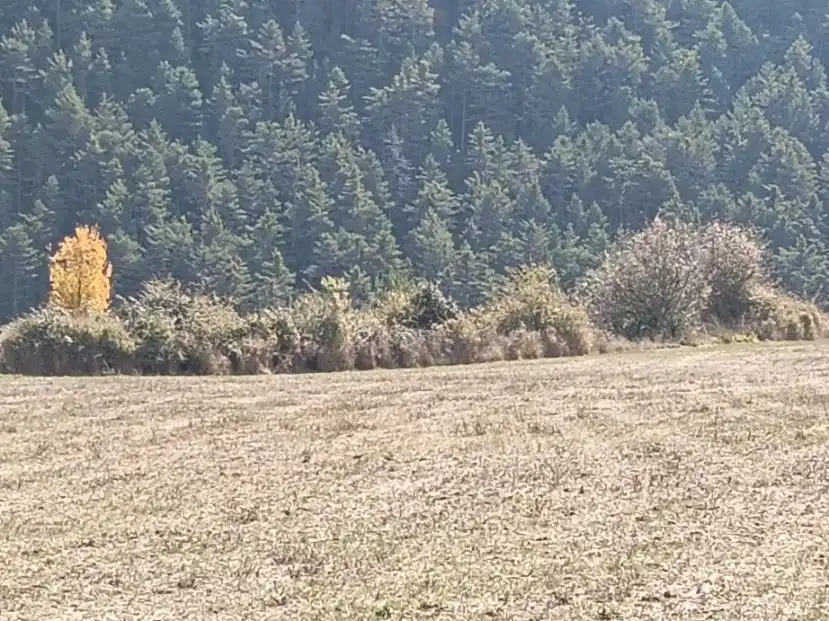 Terreni e lotti in vendita a calle alta, imagen 17