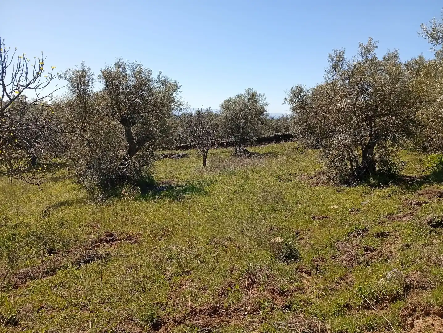 Terreni e lotti in vendita a Valverde de la Vera, imagen 18