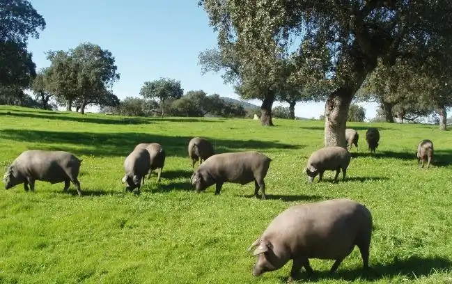 Vista exterior de Finca rústica en venta en Alanís