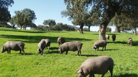 Foto 2 de Finca rústica en venta en Alanís, Sevilla