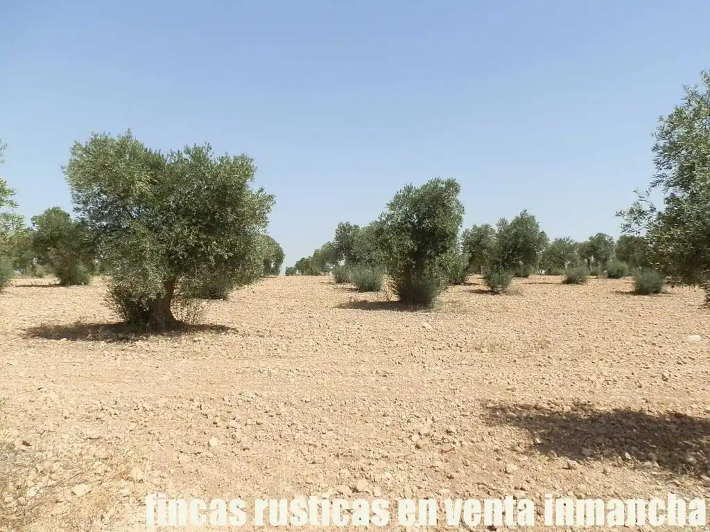 Terreni e lotti in vendita a Mota del Cuervo, imagen 12